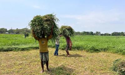 যে দিকে চোখ যায় সবুজ ঘাস, তবে সবই চাষ করা