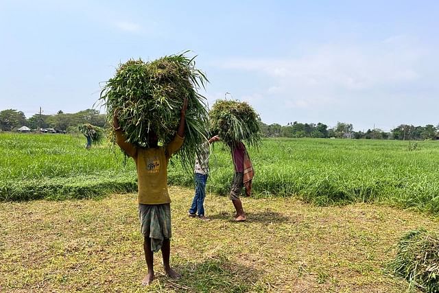 যে দিকে চোখ যায় সবুজ ঘাস, তবে সবই চাষ করা