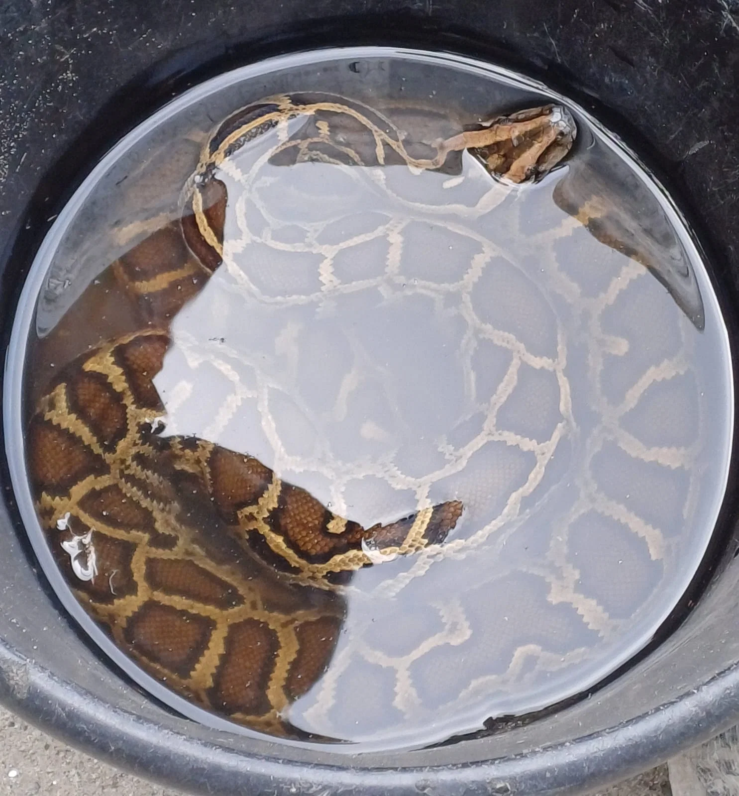 নদীতে মাছ ধরার সময় জেলের জালে উঠে এল অজগর